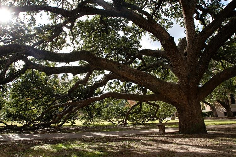 Century Tree Project at Texas A&M