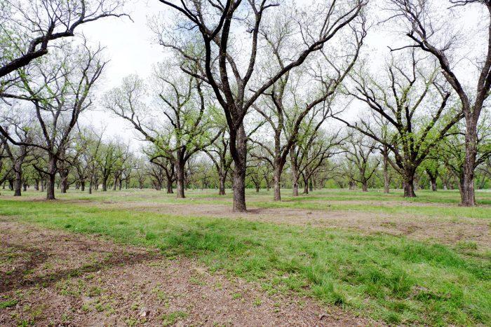 Spring cleaning in the pecan orchard