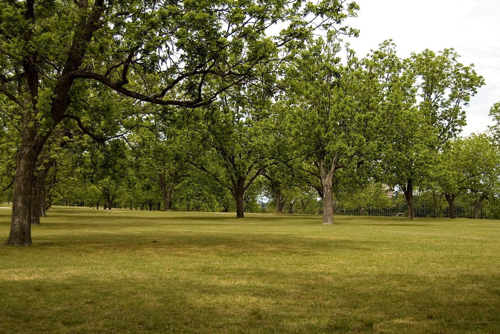 Native Pecan Trees in a Pecan Bottom