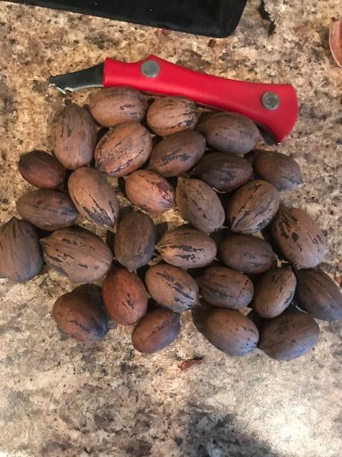 Native Pecan Sample