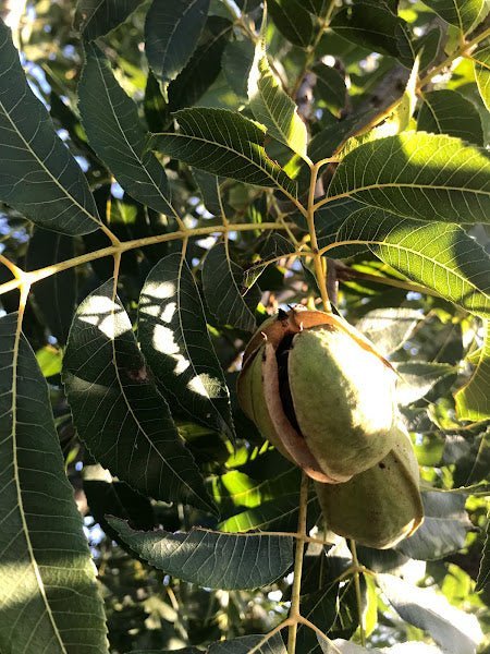 Pecanology -The Study of Pecans