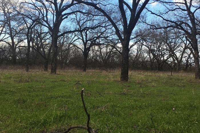 Conserving the environment and pecan trees