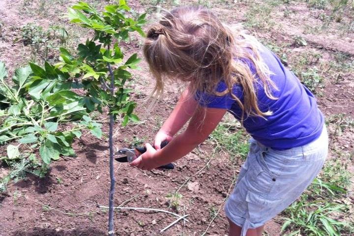 Planting pecan tree orchards