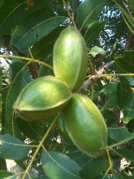 topworking native pecan trees