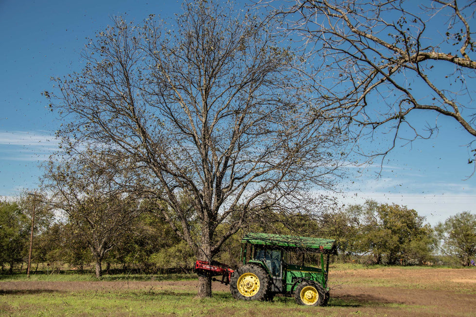 When are the Pecans Harvested
