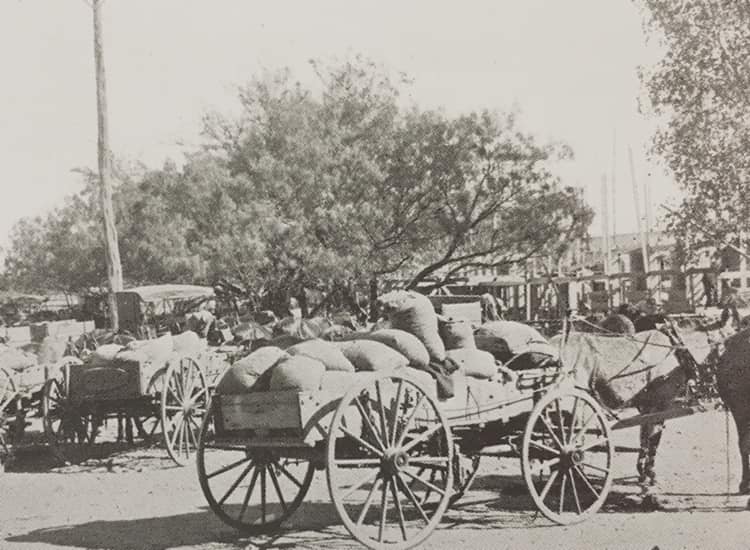 san saba pecan history