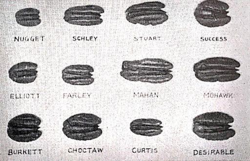 Shelled Pecan Halves