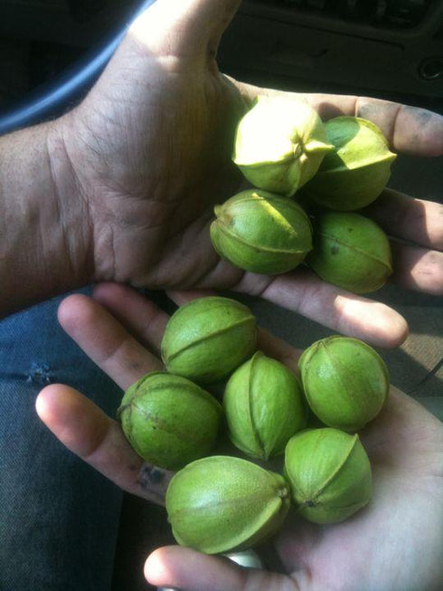 Texas pecan committees