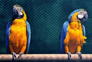 Millican Pecan Macaw Parrot Food