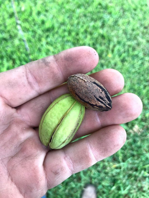 1967 Amendments for Texas Pecan Growers