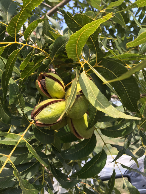 New Crop Pecans on Pecan Nut Tree