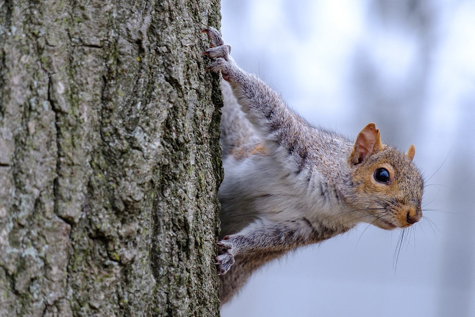 Are Nuts Bad For Squirrels