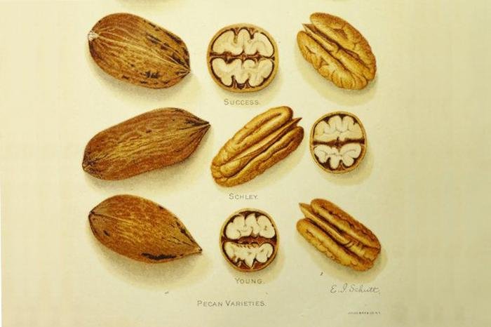 Behavior of Pecan Varieties in Tyler Texas 1924