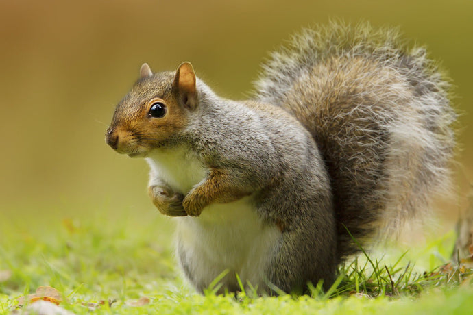 The Best Nuts for Squirrels: A Guide to Keeping Your Furry Friends Well-Fed