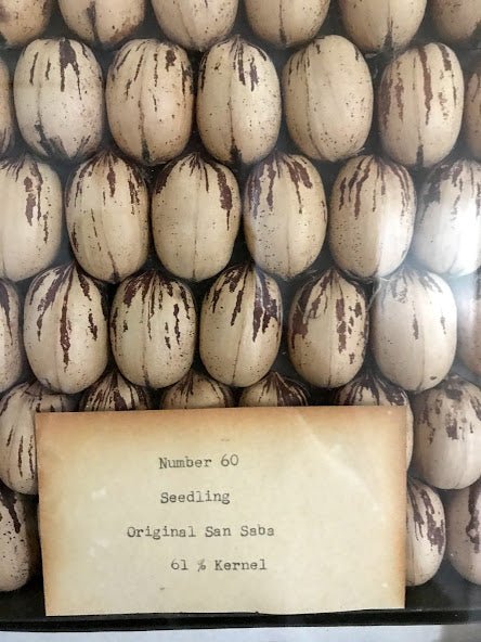 Choice of Pecan Varieties for the La Grange Texas Area 1958