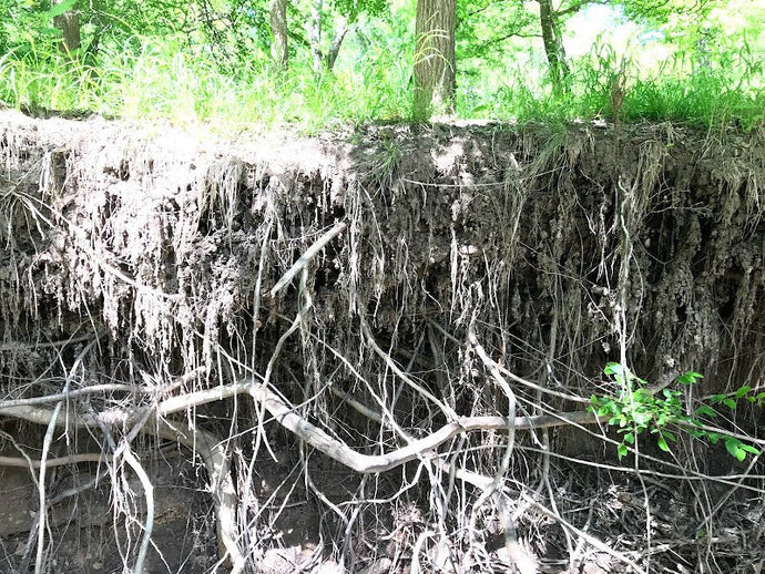 DETERMINING SUITABILITY OF SOILS FOR PECANS