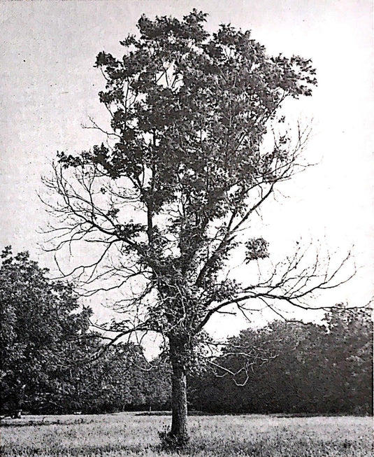 Pecan Tree Injury