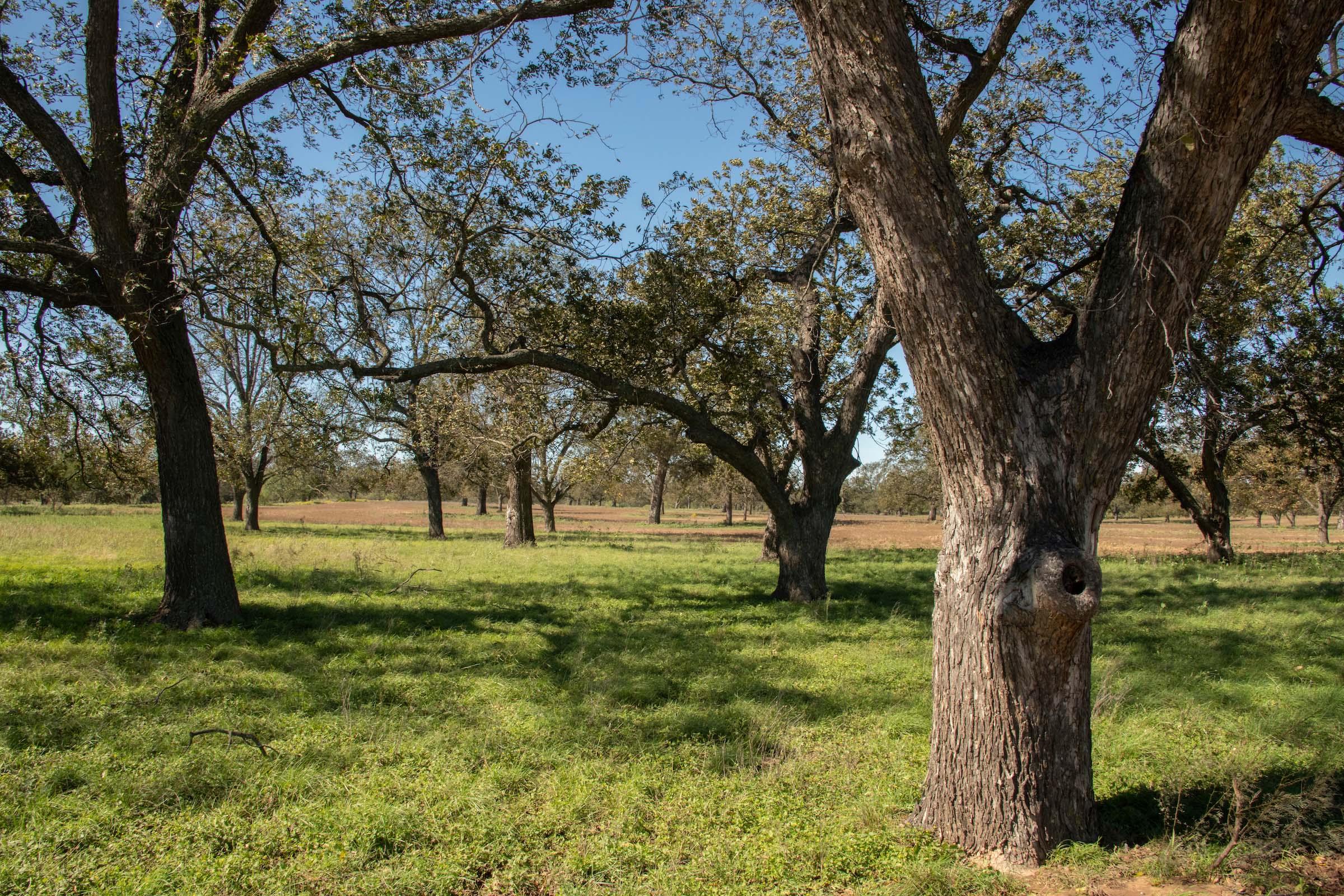Do Pecan Trees Grow Fast? | Pecan Tree Growth Rate : Millican Pecan