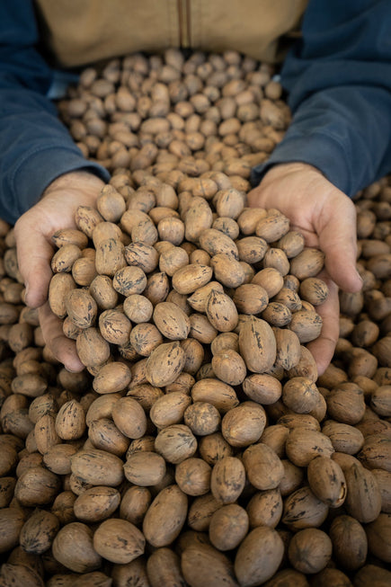 Economics of Growing Pecans