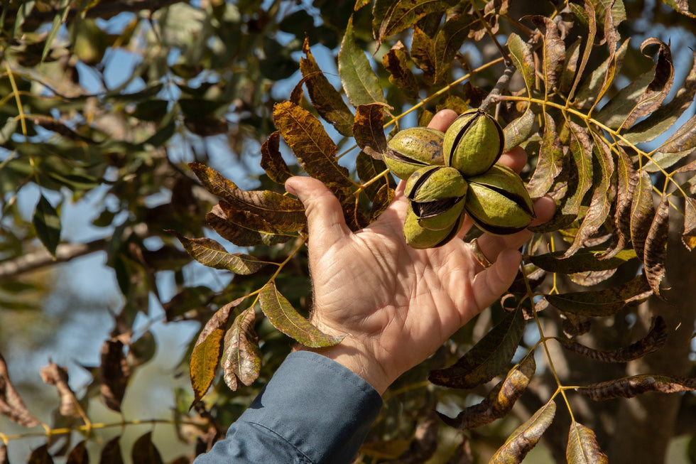 Free Pecans at Your Doorstep