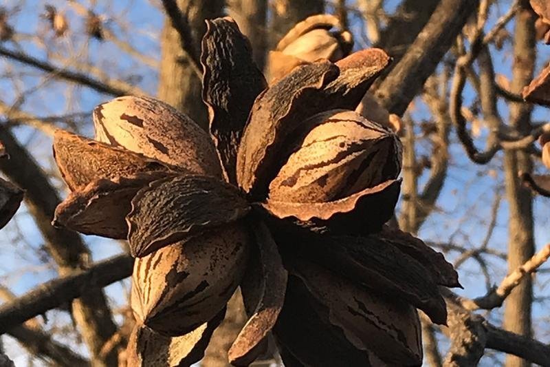 How did the pecan get its name