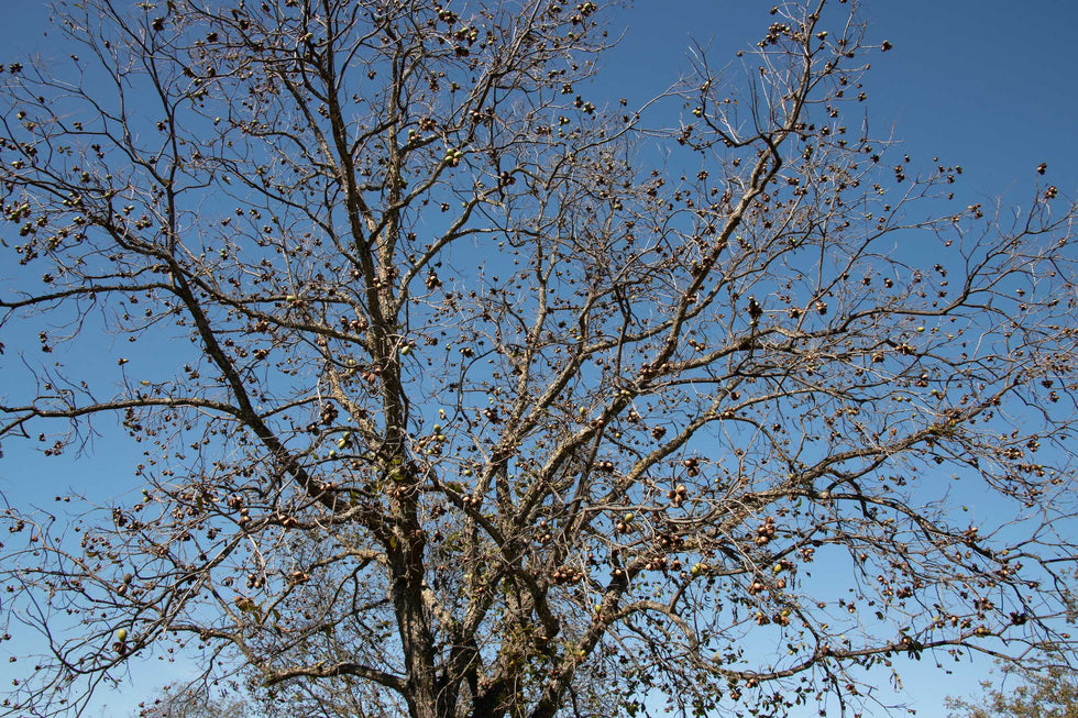 How many pecans are grown each year