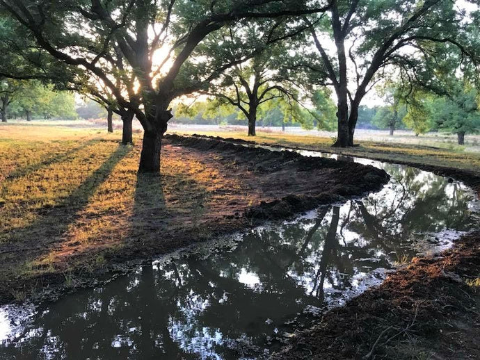 How Much Water Do Pecan Trees Need?