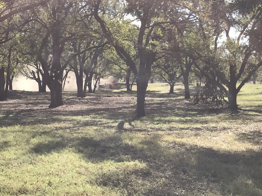 how much will a pecan tree make?