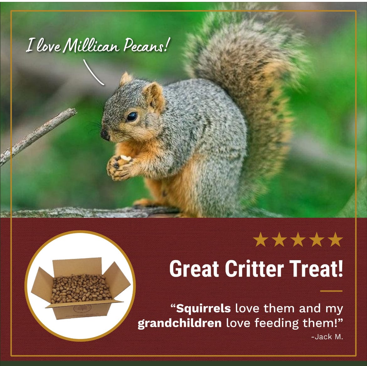 What Nuts Are Best for Squirrels? An Expert Guide from the Pecan Capital of the World