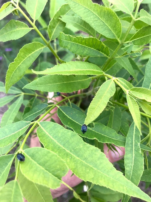 INSECT CONTROL PRACTICES ON PECANS