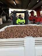 MARKET QUALITY STUDIES OF PECANS PRODUCED AND PECANS SOLD IN TEXAS