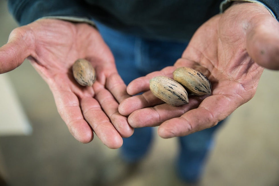Man holding pecans while discussing the origin of pecans