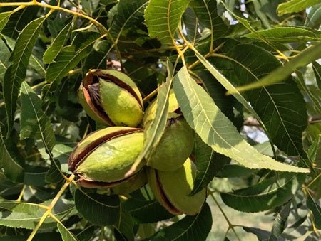 Fresh new crop pecans from the seasonal harvest