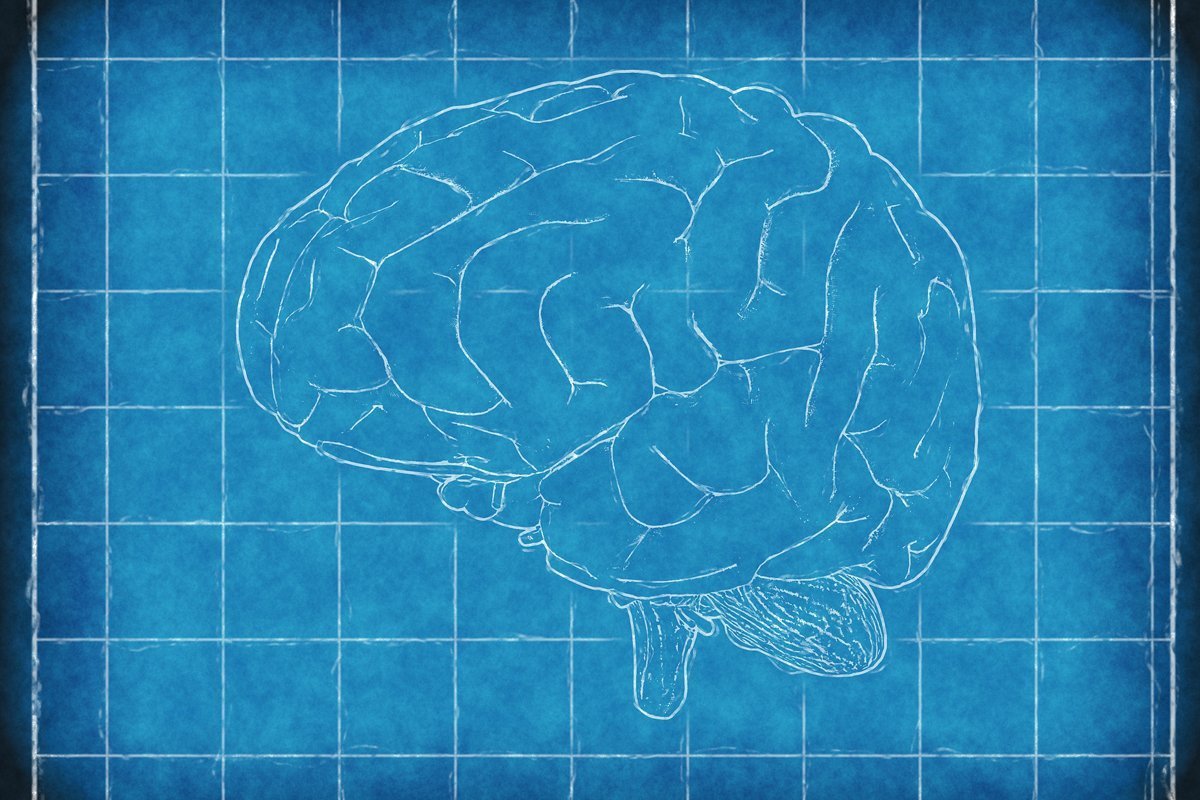 Nuts and brain function
