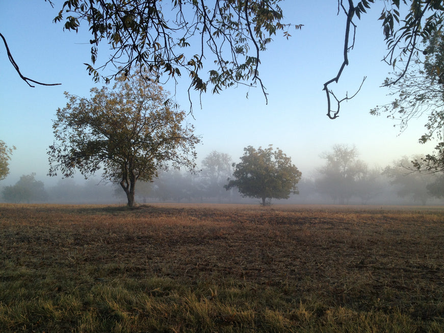 PRUNING AND SHAPING PECAN TREES IN ORCHARDS AND GROVES 1924