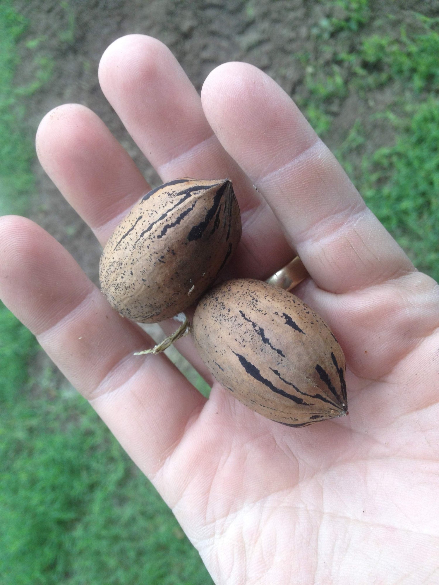 Pawnee papershell pecans in their thin shells