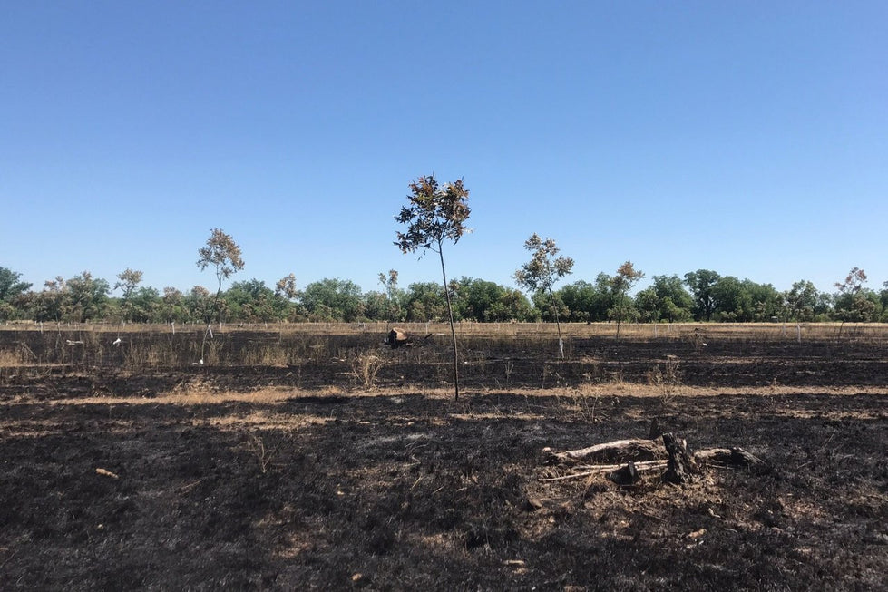 Beauty from Pecan ashes in the pecan orchard