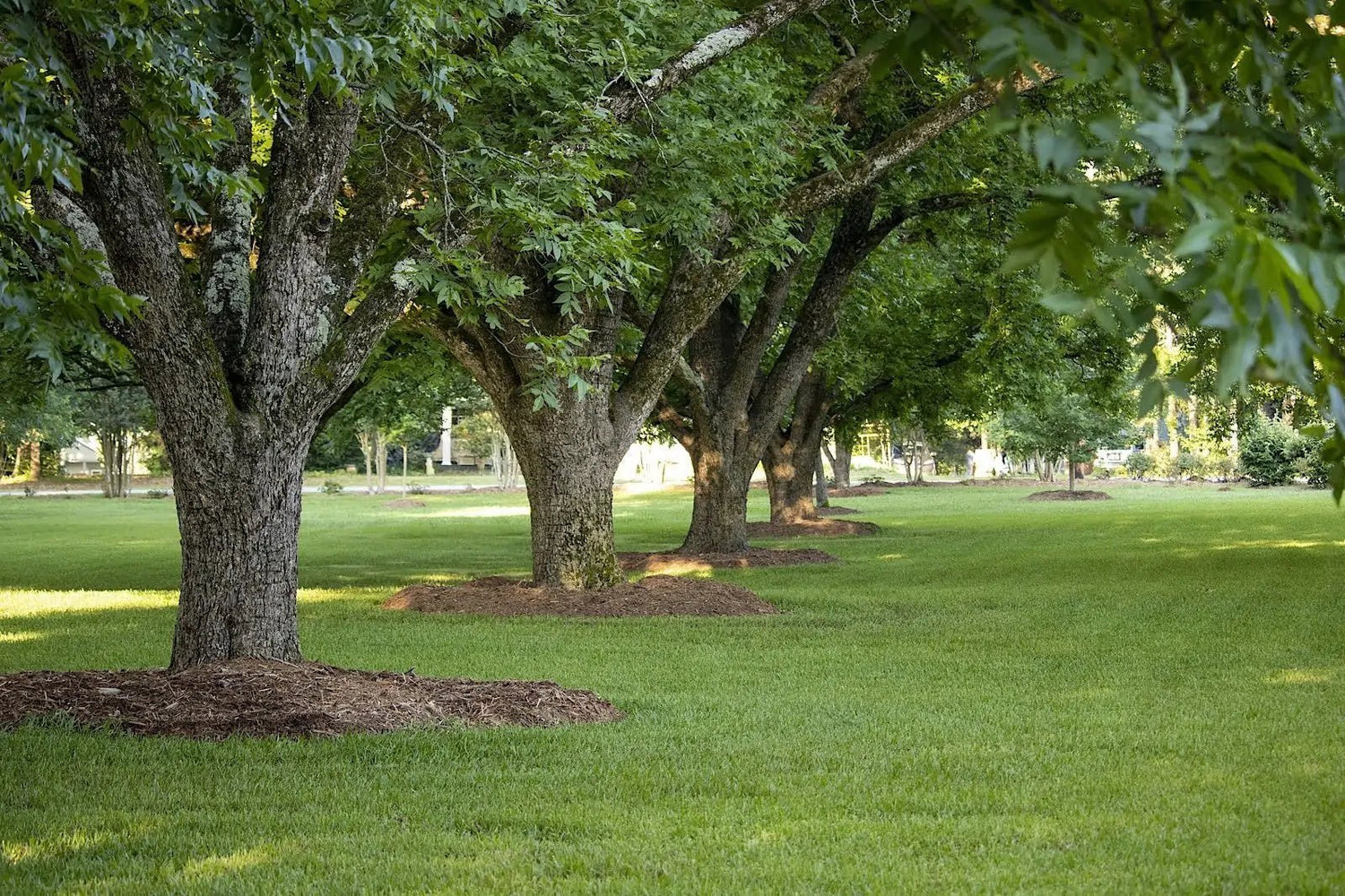 Large mature pecan tree growing in an open landscape