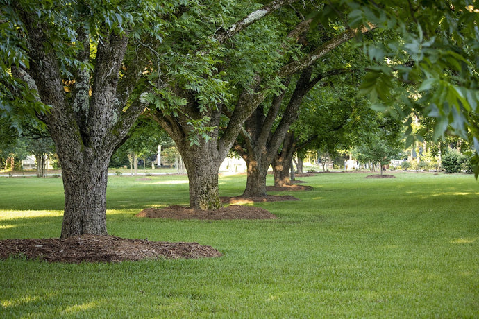 The Comprehensive Guide to Pecan Trees