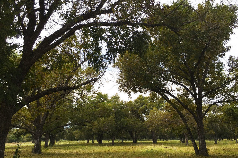 Pecan orchards in San Saba Texas family owned and operated