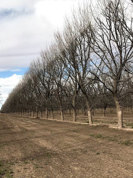 Pecan Culture 1958