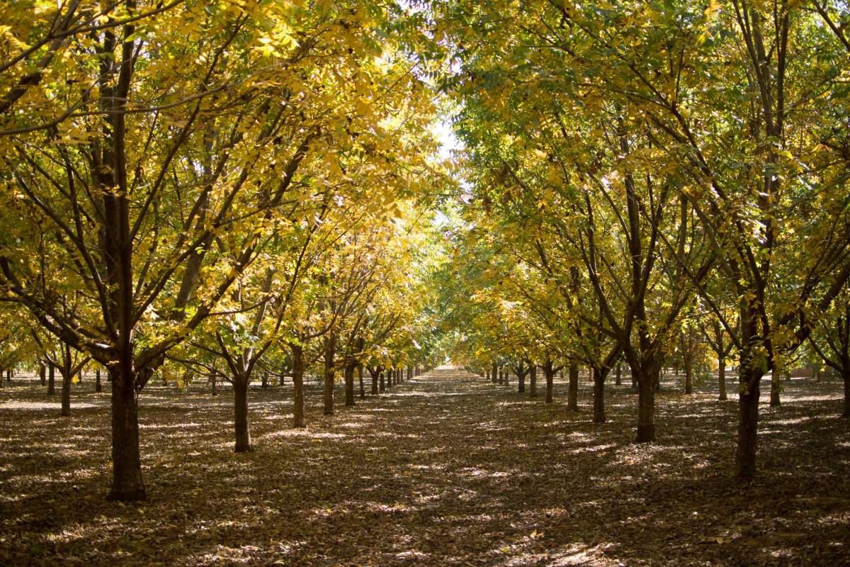 Pecan orchard in summer
