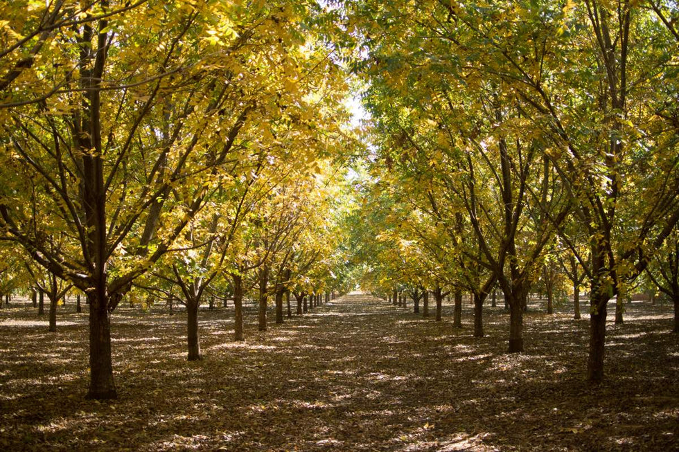 Pecan orchard in summer
