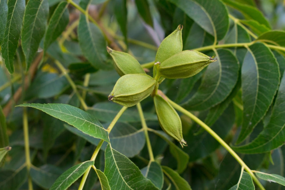 Pecan tree with healthy pecan leaves