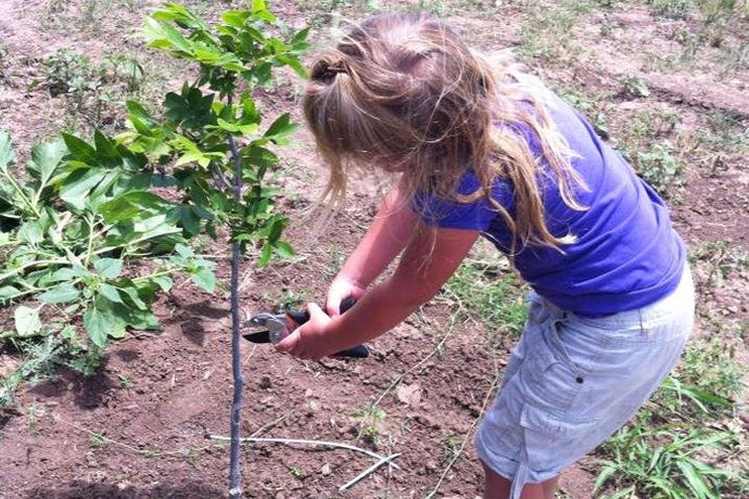 Planting Pecan Tree Orchards