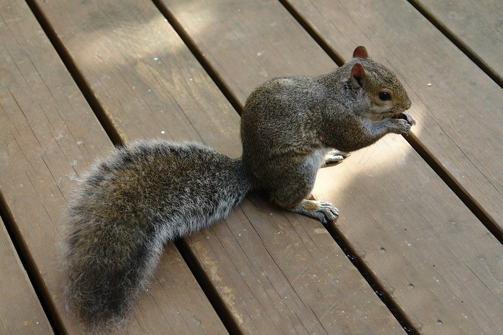 Reflections From  FORTY YEARS IN THE PECAN SHELLING TRADE 1966