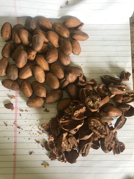 TANNIN CONTENT OF KERNELS OF THE BITTER PECAN