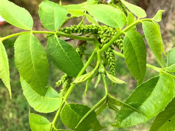 THE PECAN ROSETTE PROBLEM