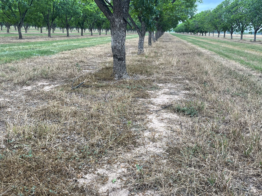 Texas Drought in Pecan Orchards 2023