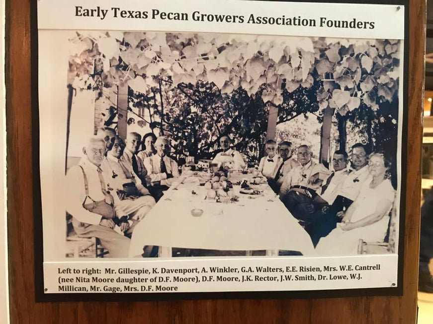 BEHAVIOR OF PECAN VARIETIES IN THE WACO TEXAS AREA 1924